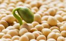 Como fazer o  Teste de tetrazólio em sementes de soja?