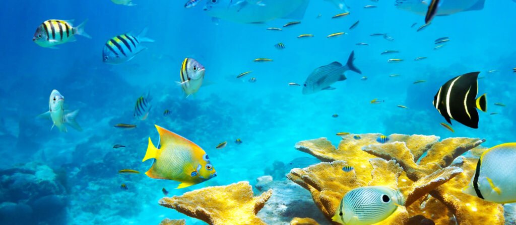 Qual a Função de Um Medidor de Oxigênio Dissolvido na Água