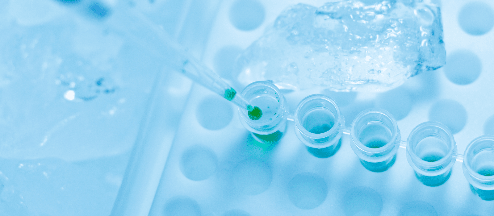 Biotecnologia Molecular