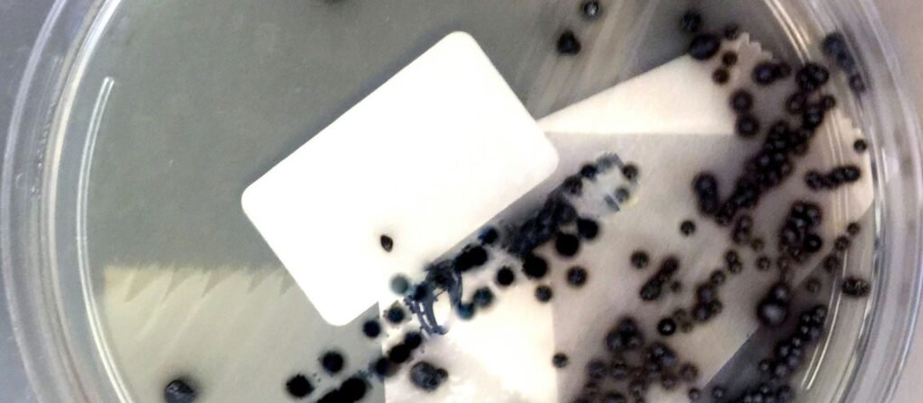 Vantagens da Jarra de Anaerobiose para cultivo