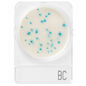 Compact Dry Bacillus Cereus BC 100 Testes
