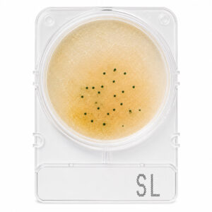 Compact Dry Salmonella SL 100 Testes
