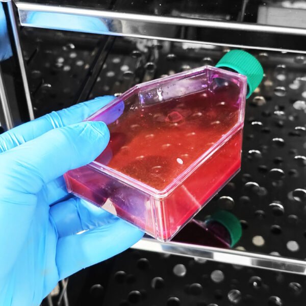 Incubadora de CO² - Jaquetada de Ar - Capacidade 180 Litros - Faixa de Temperatura 5 a 60°C - Modelo MCP-180 - MIDEA BIOMEDICAL - Imagem 41