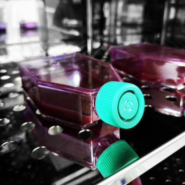 Incubadora de CO² - Jaquetada de Ar - Capacidade 180 Litros - Faixa de Temperatura 5 a 60°C - Modelo MCP-180 - MIDEA BIOMEDICAL - Imagem 50