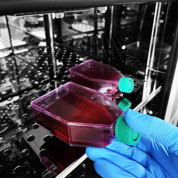 Incubadora de CO² - Jaquetada de Ar - Capacidade 180 Litros - Faixa de Temperatura 5 a 60°C - Modelo MCP-180 - MIDEA BIOMEDICAL - Imagem 42