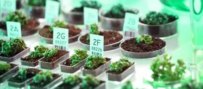 Laboratório de Genética de Plantas