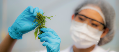 Liofilização da Cannabis Uso Medicinal