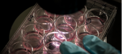 Placas de Cultivo Celular 6 Poços