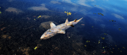 Turbidimetro de Bancada