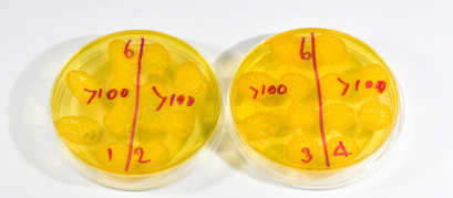 Validação em Meios de Cultura