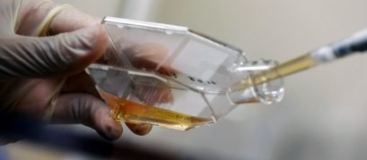 divisaodecelulasblogsplabor